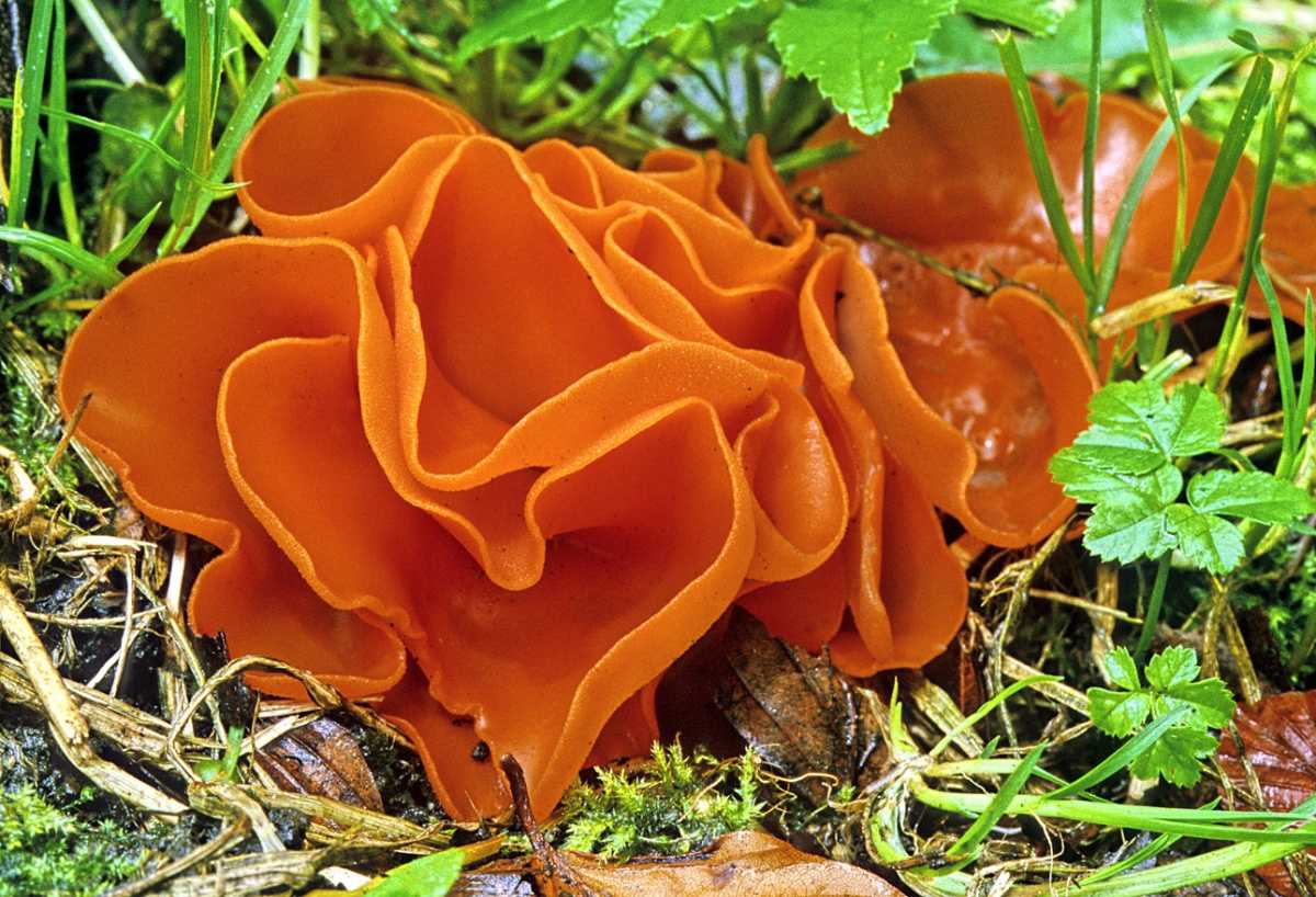 Алеврия оранжевая (aleuria aurantia), пецица оранжевая или блюдцевик розово-красный: фото и описание гриба, а также его свойства и рецепты приготовления