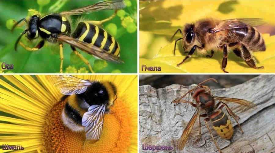 О яде осы и пчелы: разница, состав, из чего состоит, действие на организм