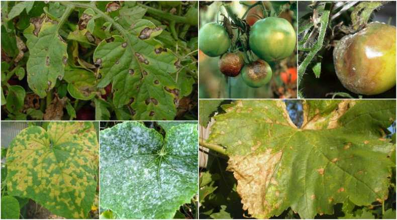 Квадрис: как применять для винограда, томатов, огурцов, как разводить, срок ожидания