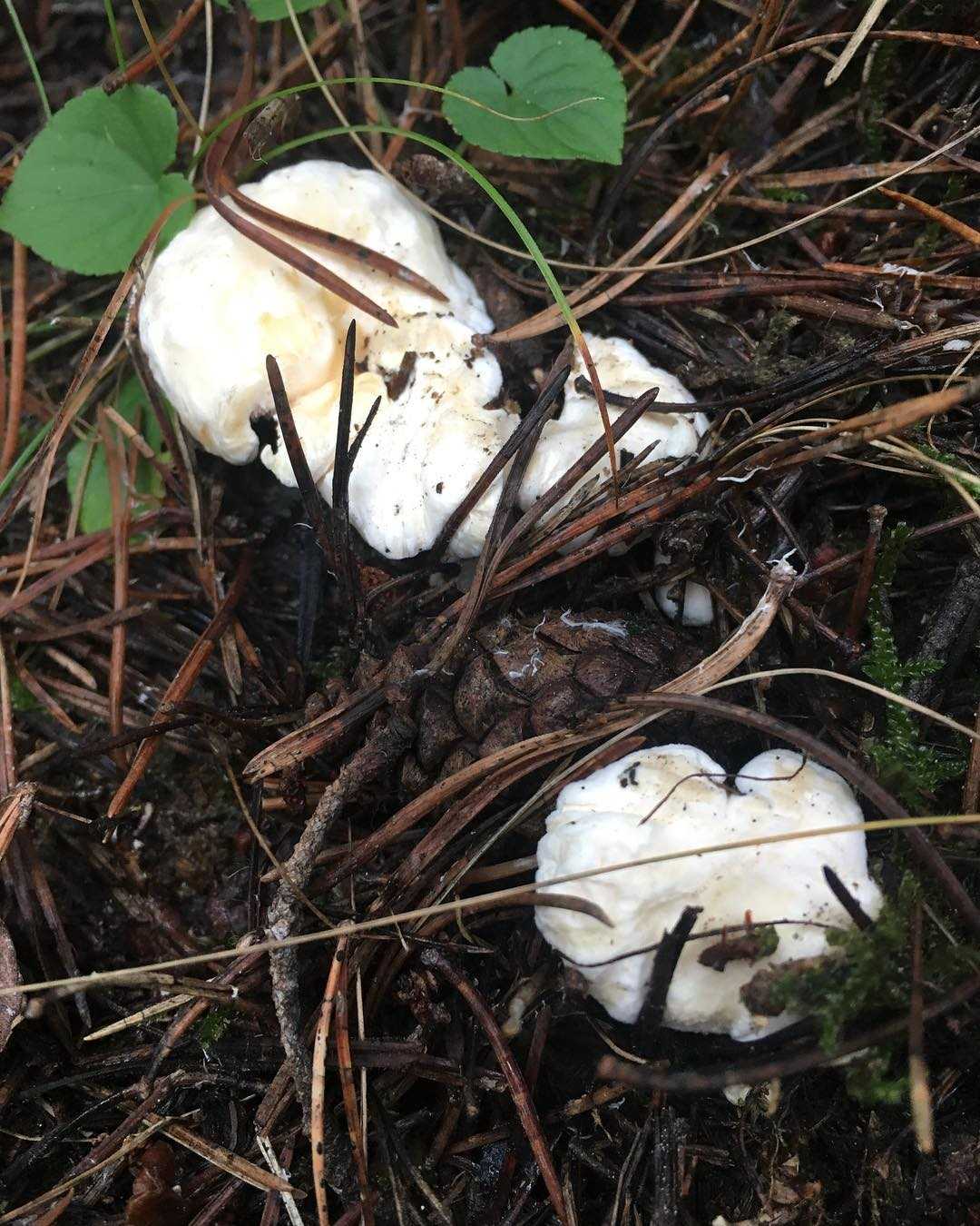 Ежевик гребенчатый: где произрастает и можно ли употреблять его в пищу - грибы собираем
