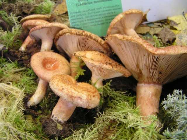 Бывают ли грибы ложные волнушки: фото, описание и как их отличить от съедобных грибов