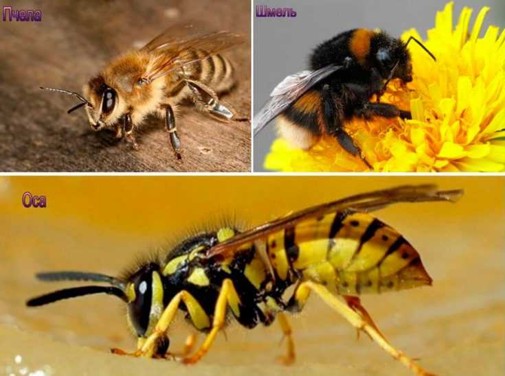 Отличия осы, пчелы и шмеля - вредители