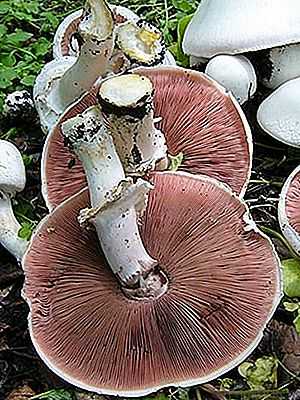 Шампиньон желтокожий или рыжеющий (agaricus xanthodermus): фото, описание и как отличить ядовитый гриб