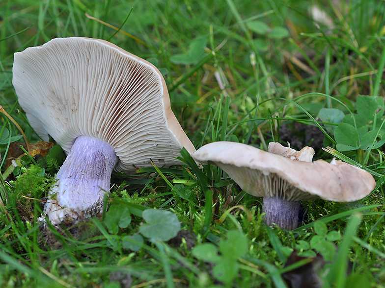 Фиолетовые грибы: +23 фото, названия, съедобность и описание