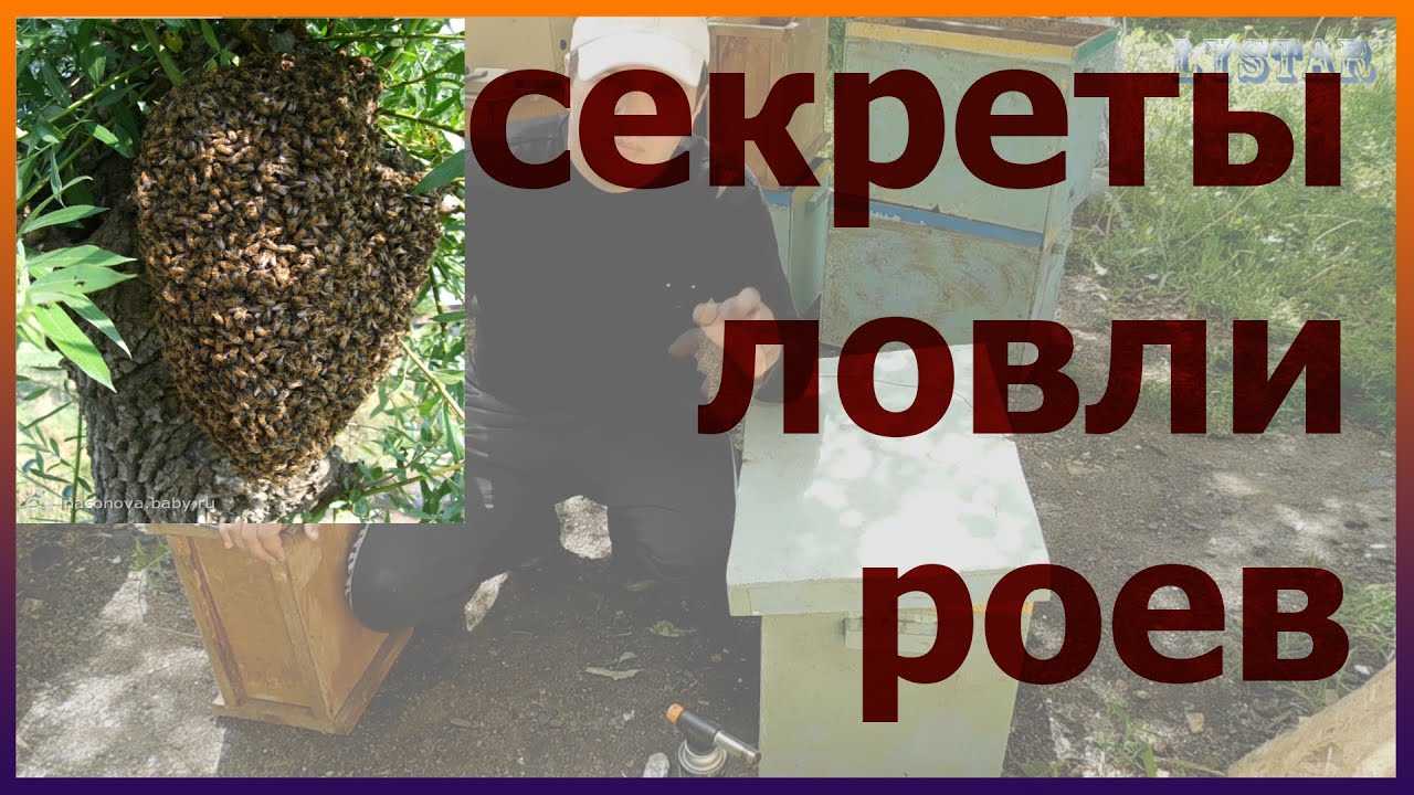 Ловля пчелиных роев: как сделать и где лучше ставить ловушки для пчел