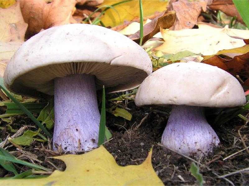 Рядовка ядовитая: фото гриба, как отличить от съедобной
