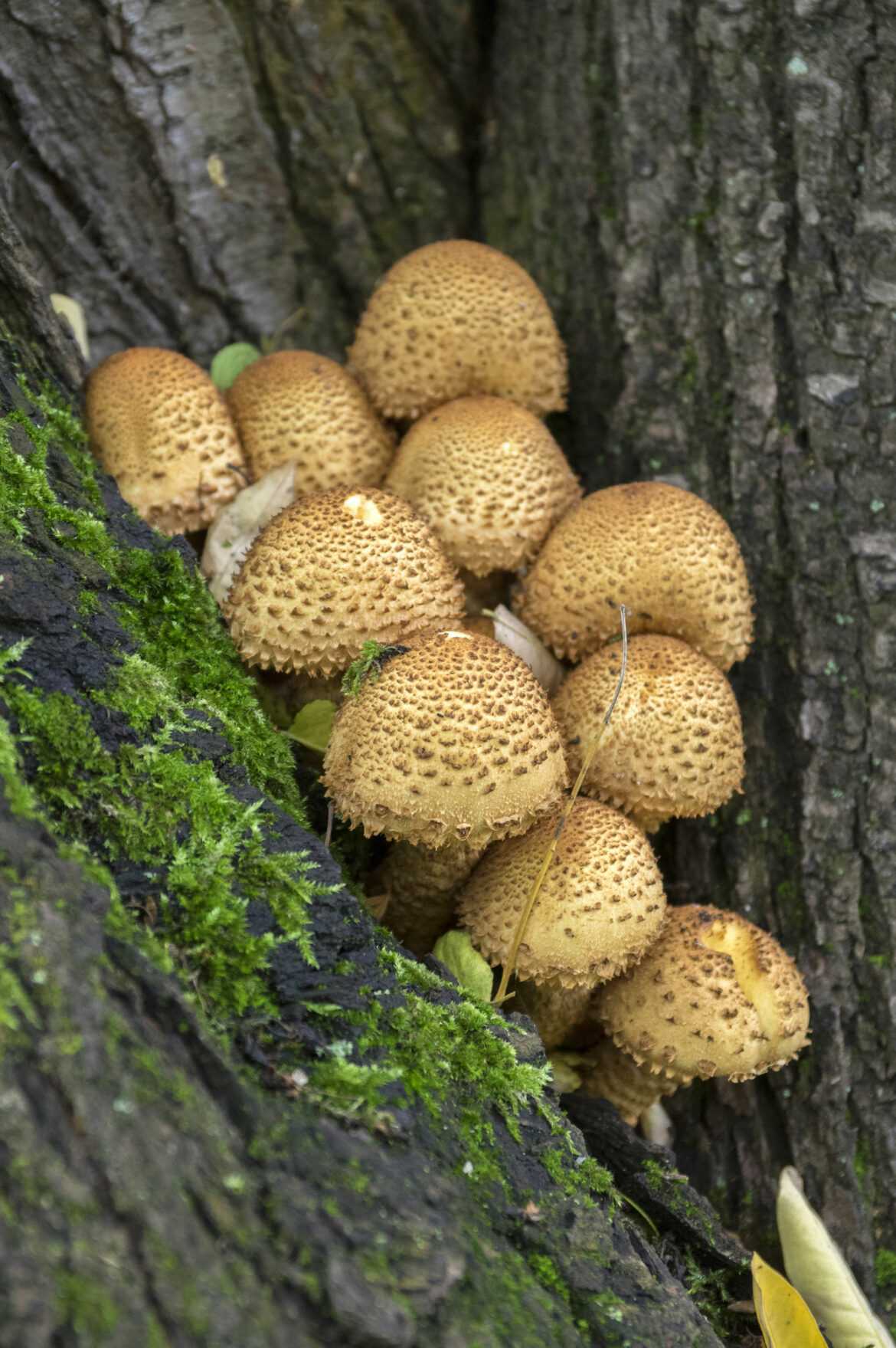 Чешуйчатка слизистая (pholiota lubrica s.l.) –  грибы сибири