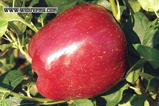 Описание сорта яблоня старкримсон