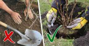 Весенняя посадка плодового дерева в открытый грунт: как правильно высаживать саженцы