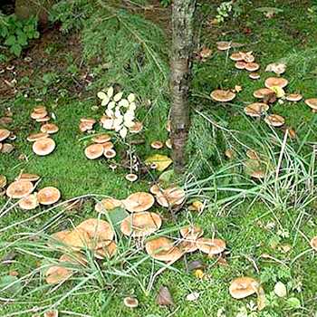 Как быстро растут грибы-маслята после дождя, через сколько дней появляются грибы