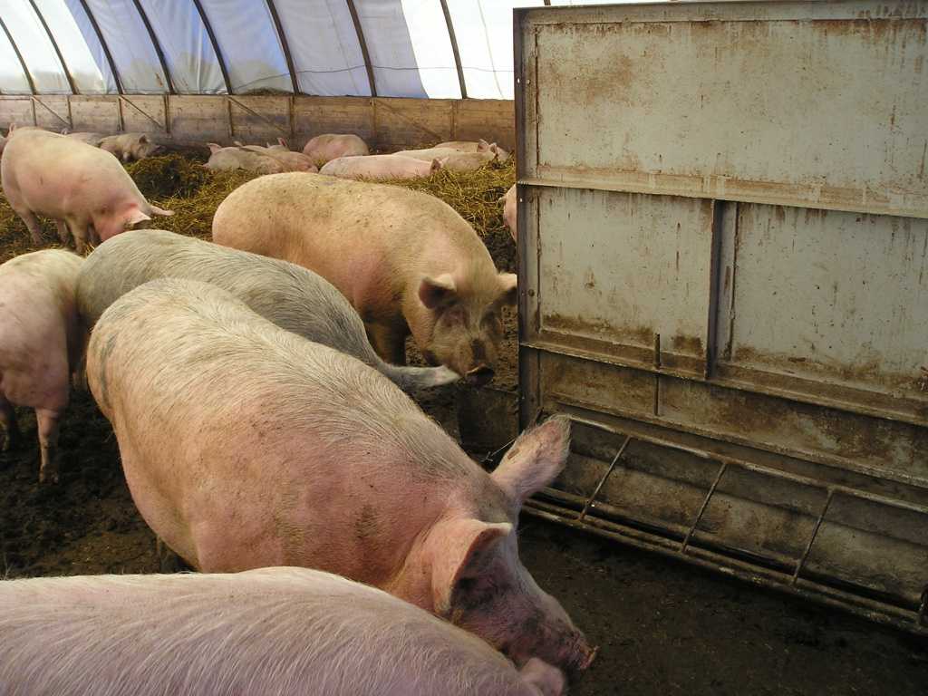 ᐉ разведение свиней в домашних условиях для начинающих - zooon.ru