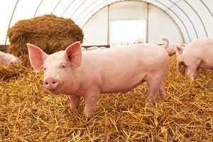 Несменяемая ферментационная подстилка для свиней и цена на нее