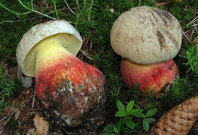Боровик – царский гриб. виды боровиков