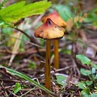 Гигроцибе коническая (hygrocybe conica) –  грибы сибири