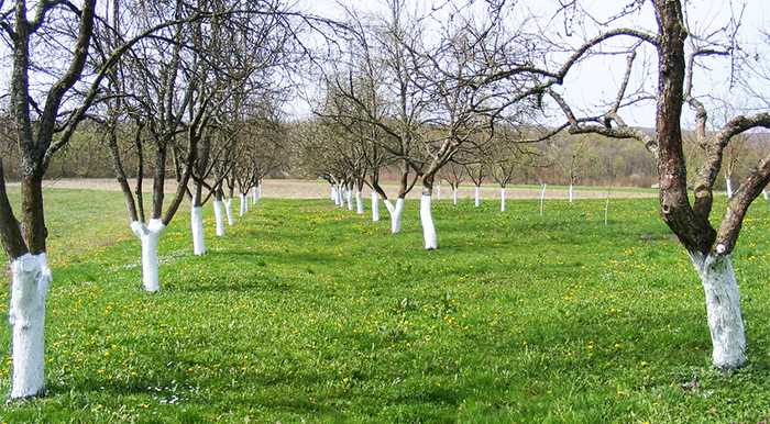 Побелка деревьев весной — обработка плодовых деревьев от вредителей