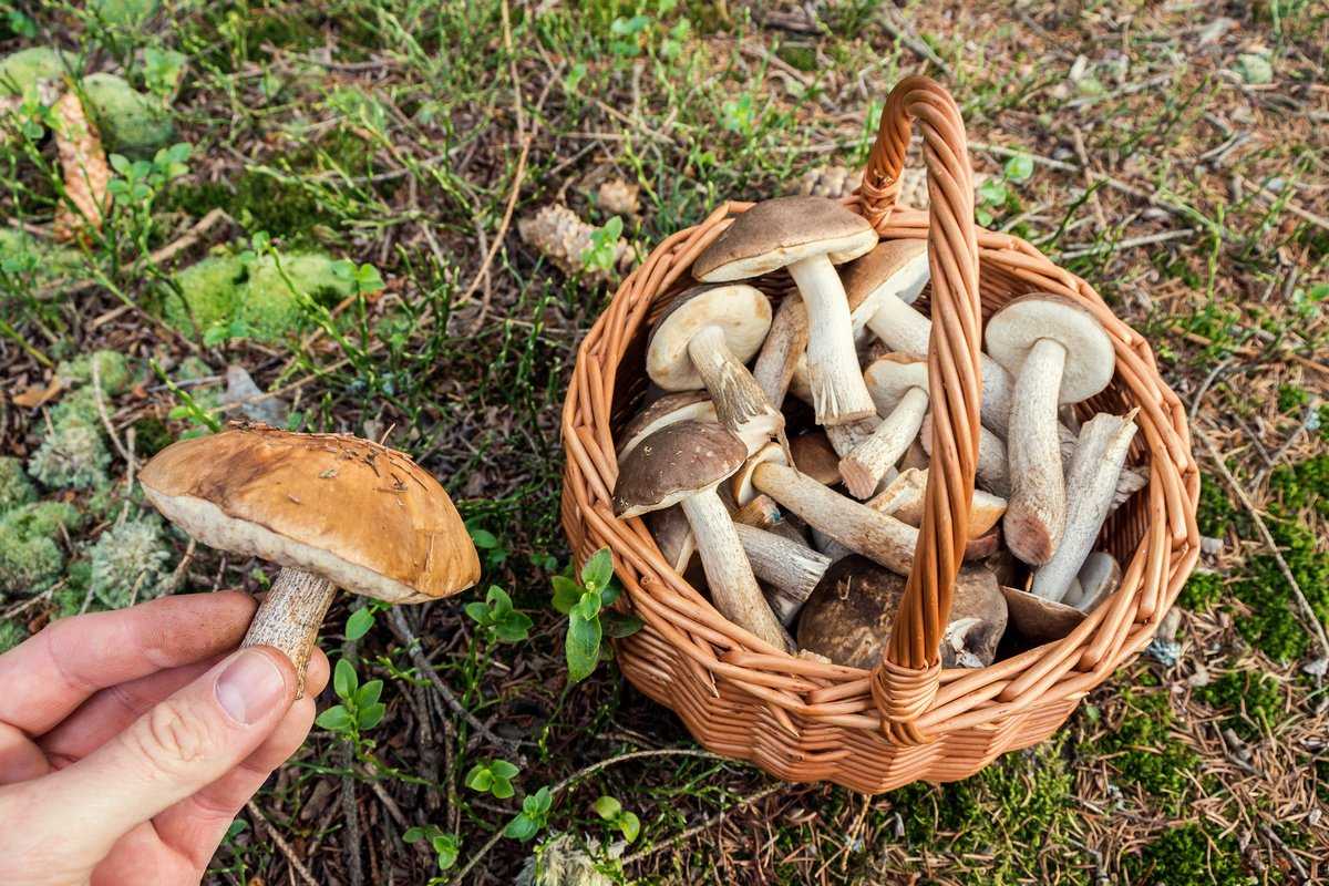 Белые обабки: характеристика и описание съедобных видов подберезовика. Почему гриб не пользуется популярностью. В каких местах растет подберезовик болотный.