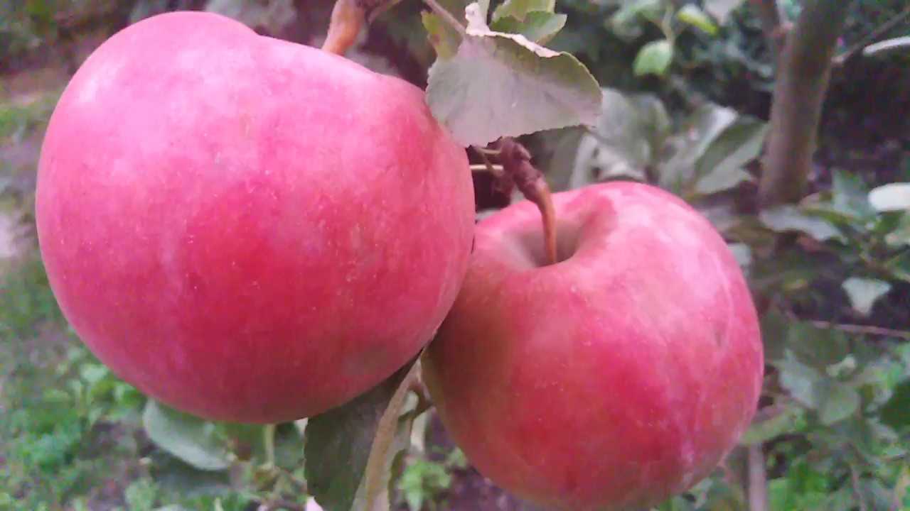 Описание сорта яблони айдаред с фото: основные характеристики, преимущества и недостатки яблок