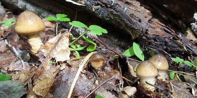 Гебелома клейкая (ложный валуй): описание гриба, распространение