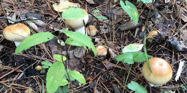 Белый гриб березовый (boletus f. betulicola)