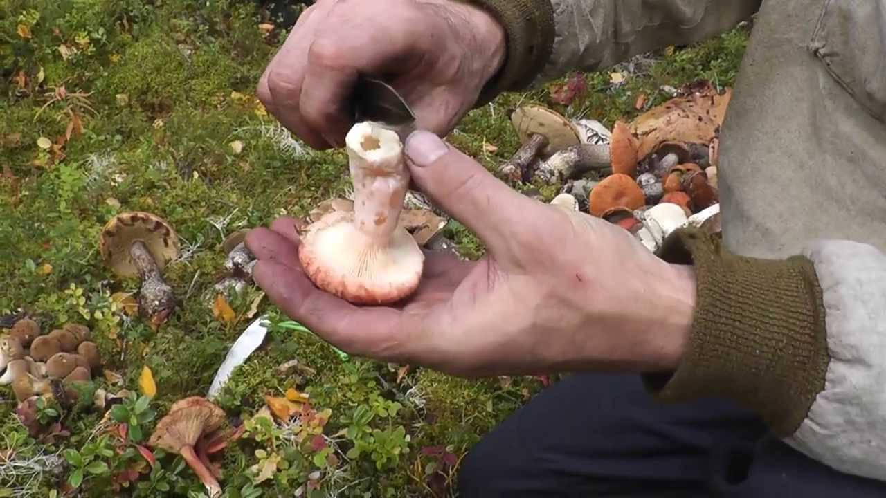 Гриб белянка или волнушка белая: фото, описание и как готовить гриб