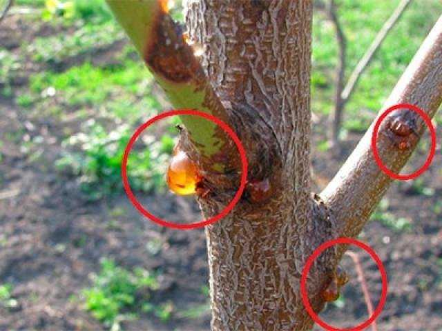 Болезни абрикосовых деревьев и их лечение: правильная борьба с болезнями абрикоса + фото