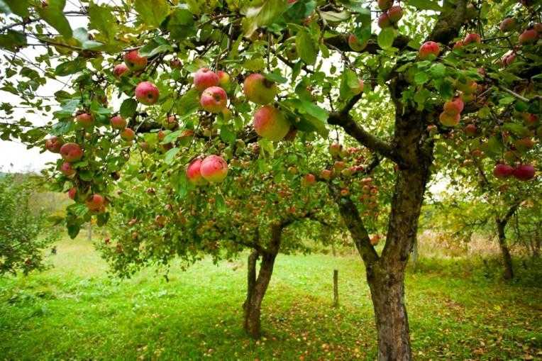 Пересадка плодовых деревьев осенью: сроки и подготовка места