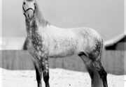 Знаменитая орловская порода лошадей: характеристика и условия содержания