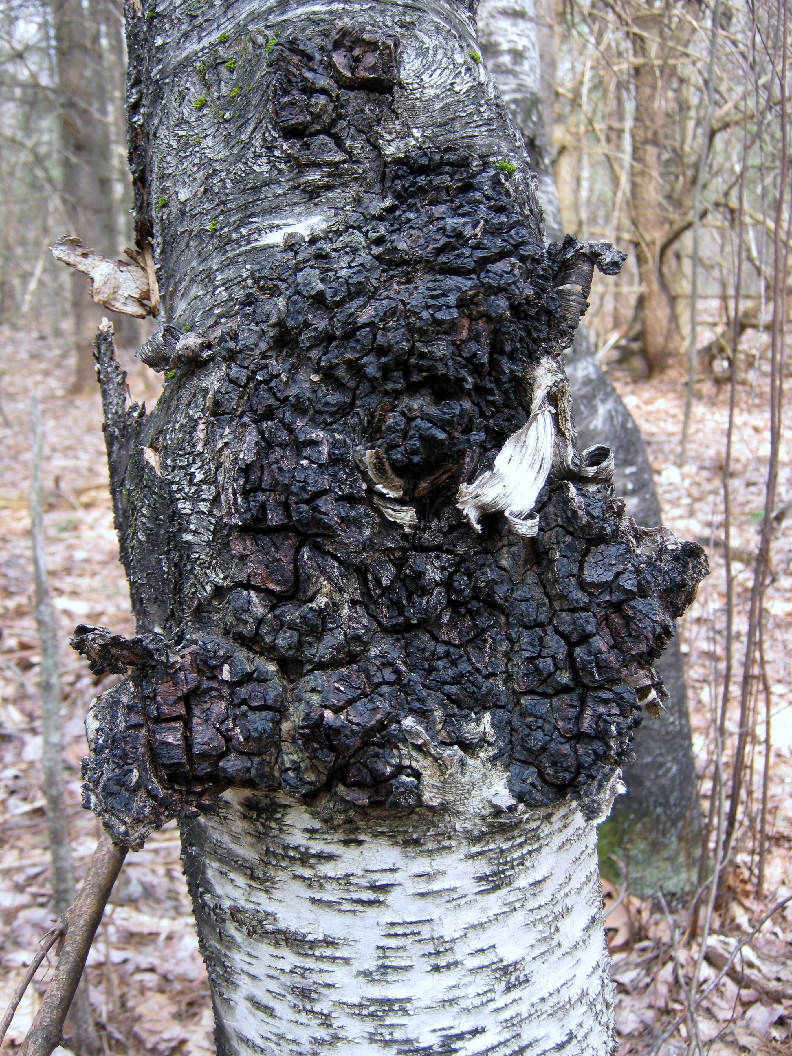 Трутовик окаймленный (сосновый, древесная губка, fomitopsis pinicola): как выглядит, где и как растет, роль в экосистеме, меры борьбы