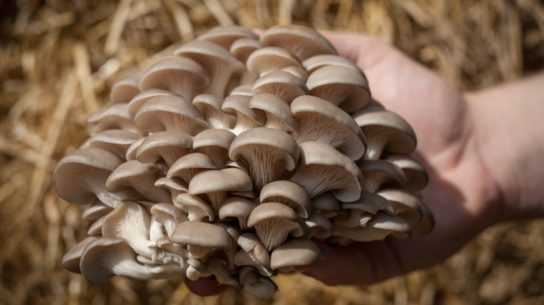 Грибы вешенки — полезные свойства, калорийность и правила выращивания в домашних условиях популярного гриба
