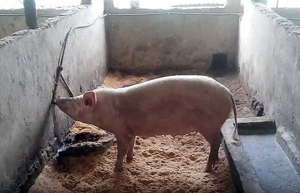 Содержание свиней зимой: температура, режим, уход