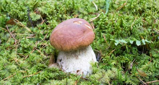 Где, когда и как быстро растут грибы :: syl.ru