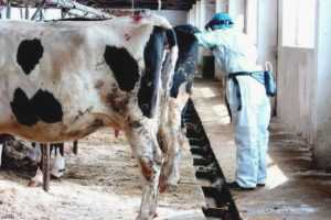Болезни ног у коровы: виды и их симптомы, лечение, профилактика