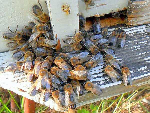 Способы борьбы с пчелиным воровством