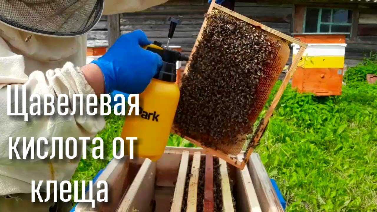 Обработка пчел щавелевой кислотой: методы, инструменты
