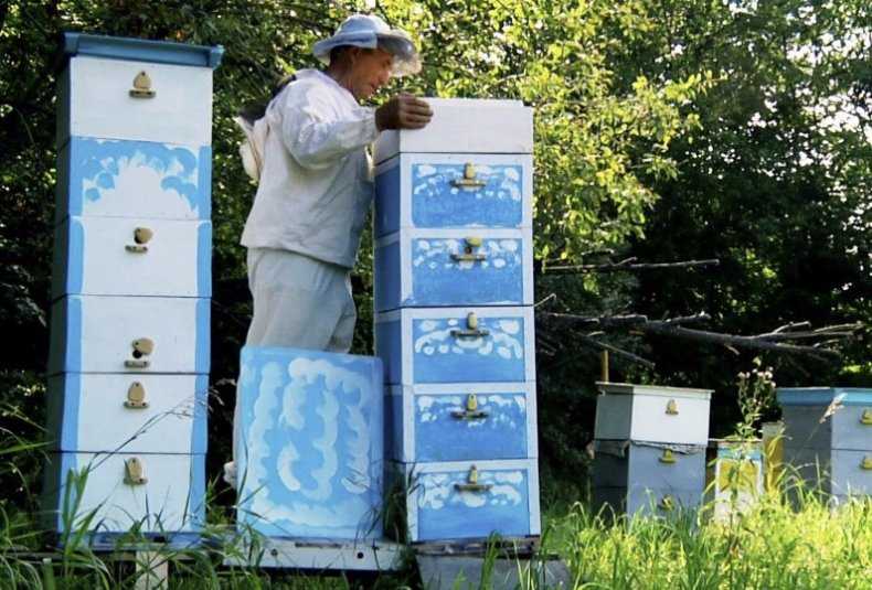 Принципы технологий метода цебро в пчеловодстве