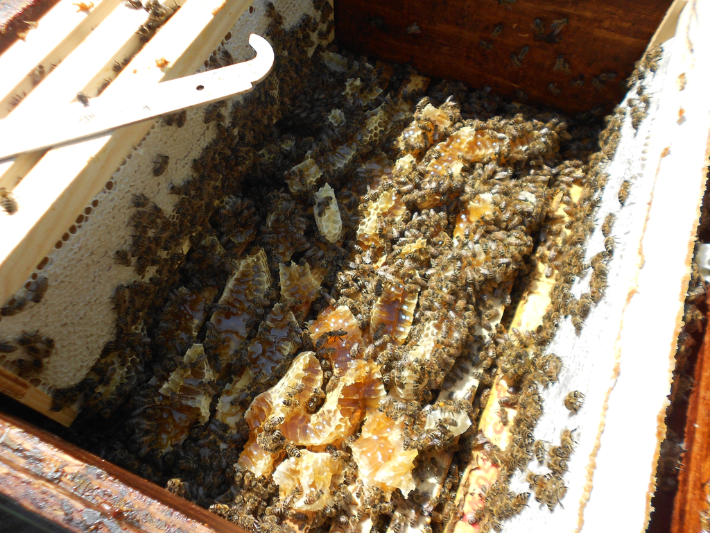 Кассетное содержание пчел:чем выгодно,как сделать павильон своими руками