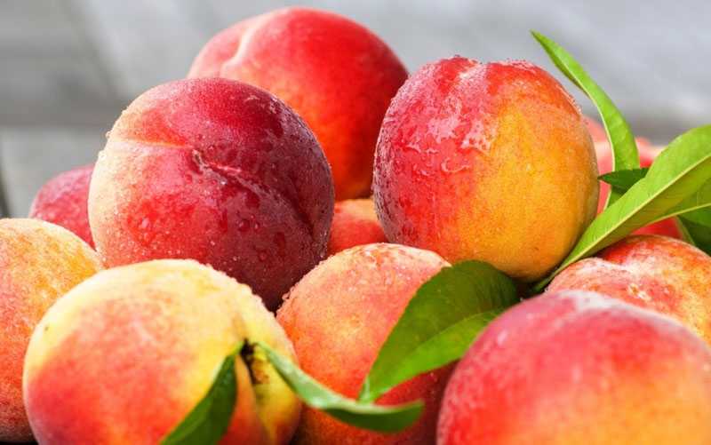 Как растут персики и что нужно, чтобы вырастить их на участке?
