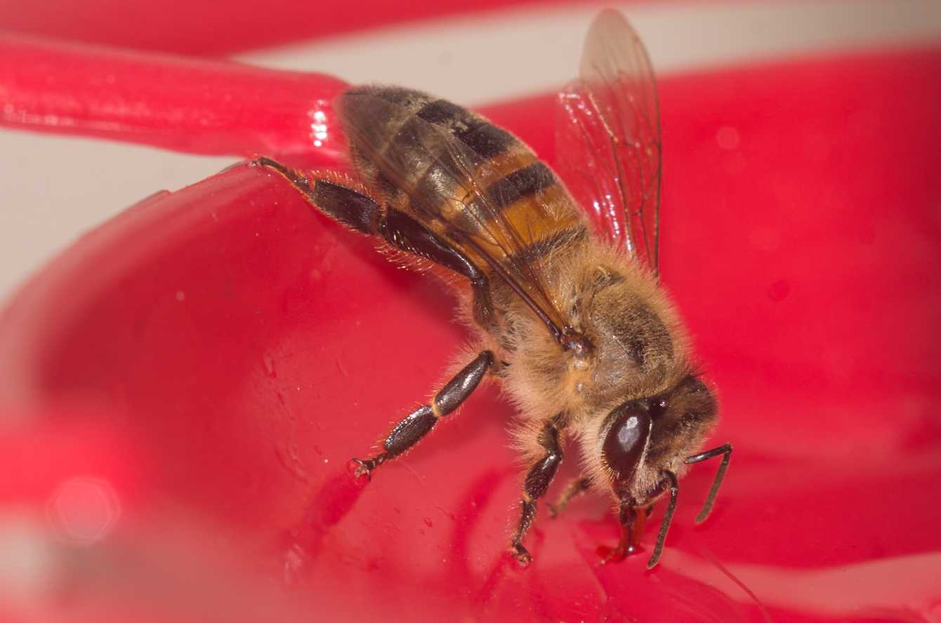 Весенняя подкормка пчел: сахарным сиропом, медом, пергой, сытой