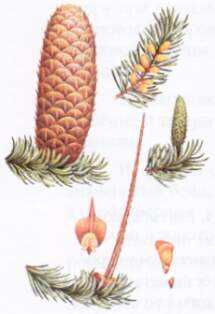 Пихта сибирская (abies sibirica)