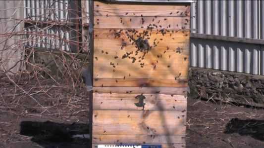 Двухматочное содержание пчел в ульях: инструкция и видео