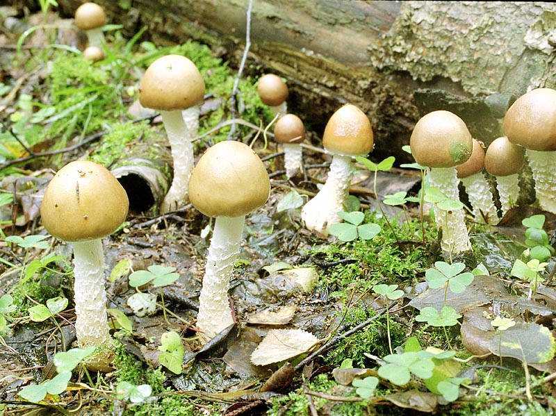 Строфария или гриб кольцевик — описание и простые способы выращивания