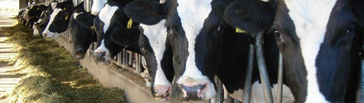 Описание и характеристика голштинской породы коров: содержание и уход, плюсы и минусы крс