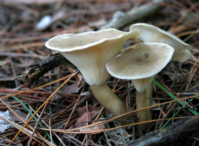 Удивительный гриб-паразит — трутовик дубовый!