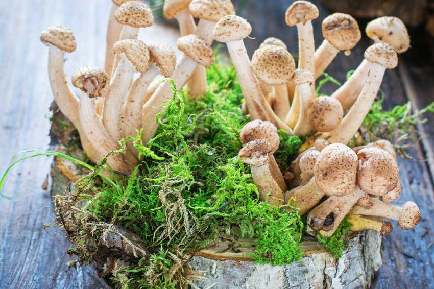 Как посадить и вырастить грибы на садовом участке или в огороде