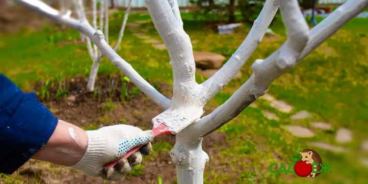 ᐉ побелка деревьев весной: когда, зачем и чем белить плодовые деревья - roza-zanoza.ru