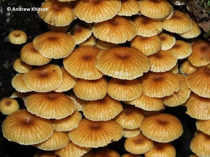 Ксеромфалина кауфмана: писание внешнего вида грибов. Съедобен вид или нет. Места распространения плодовых тел. Способы отличить грибы.
