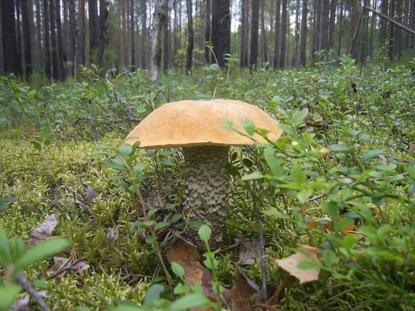 Список грибных мест в краснодарском крае для любителей тихой охоты