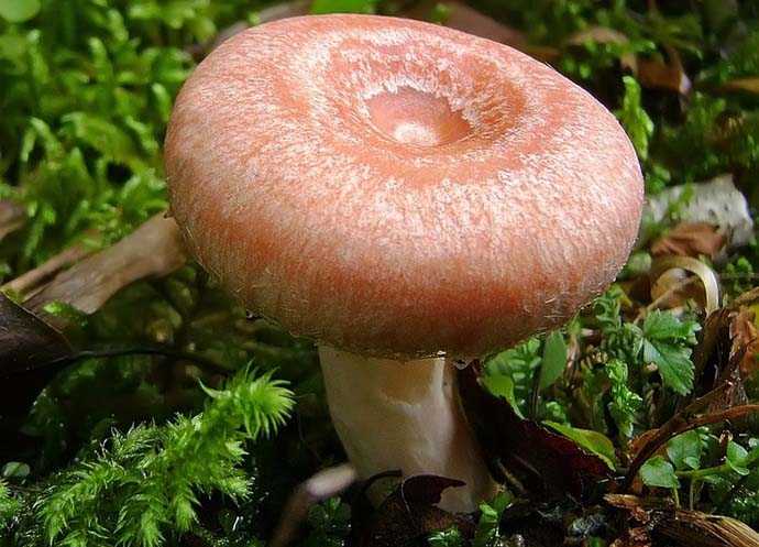 Рыжики и волнушки отличие. что мы знаем о рыжиках. интересные факты об этих замечательных грибах.