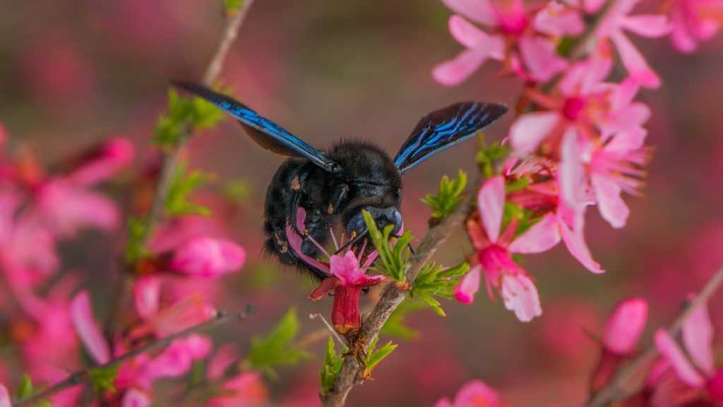 Пчела-плотник. образ жизни, где обитает и как выглядит (фото)