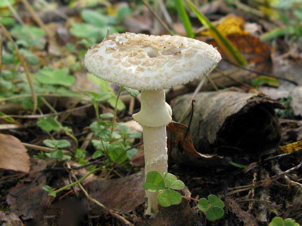 Мухомор шишковидный или шишкообразный (amanita strobiliformis): фото и описание гриба из красной книги